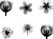 Fiori raggi X/X-ray Floral