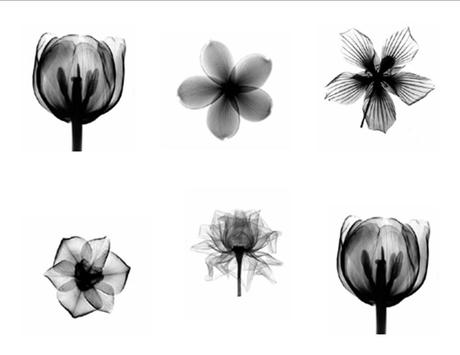 Fiori ai raggi X/X-ray Floral Art