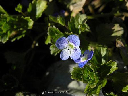 Occhi della madonna, piccolo fiore blu