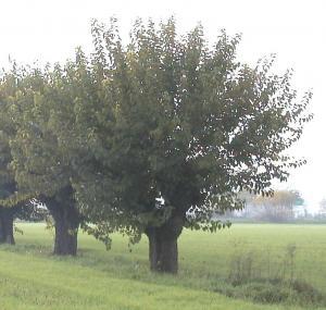 Rosolio delle gelse rosse. prov.Avellino