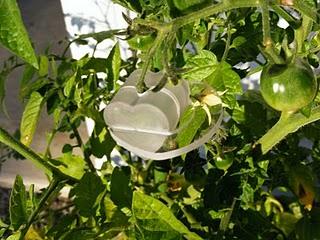 Un amore di orto / A lovely vegetable garden