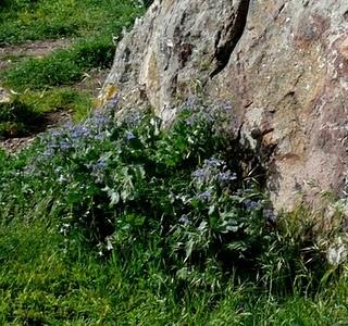 RISO MISTO SELVATICO ALLA BORRAGINE (borrago officinalis)