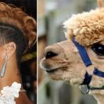 Star che assomigliano agli animali: Lady Gaga, Rihanna, Perez Hilton…