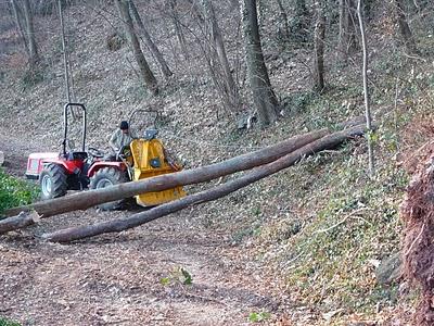 Lavori boschivi