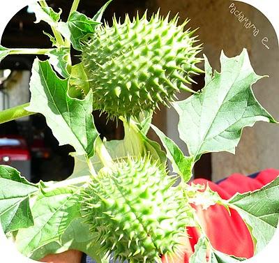 Datura Stramoniun o Erba del Diavolo o delle Streghe...