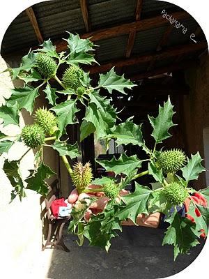 Datura Stramoniun o Erba del Diavolo o delle Streghe...