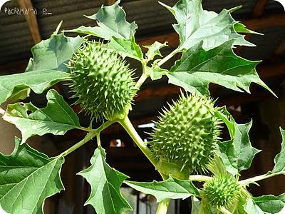 Datura Stramoniun o Erba del Diavolo o delle Streghe...