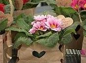 Primizie primule Valentino