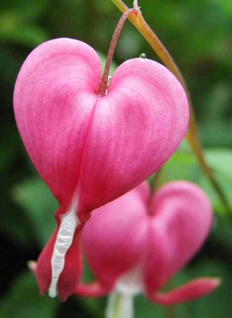 Piante da innamorati: la Dicentra dai fiori a forma di cuore.