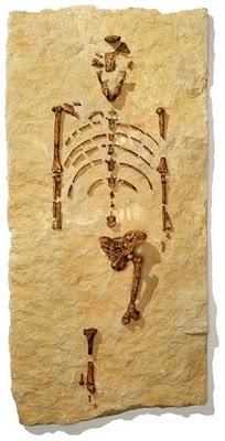 LA (RIN)CORSA DI LUCY