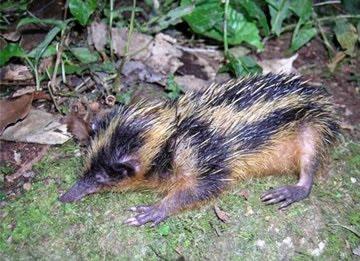 tenrec aculei ultrasuoni