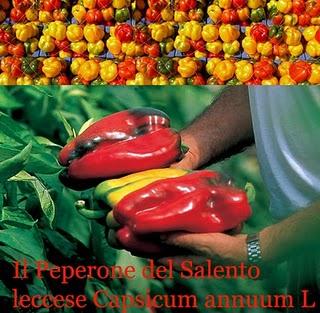 Il Peperone del Salento leccese Capsicum annuum L