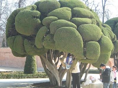 strani alberi a Madrid