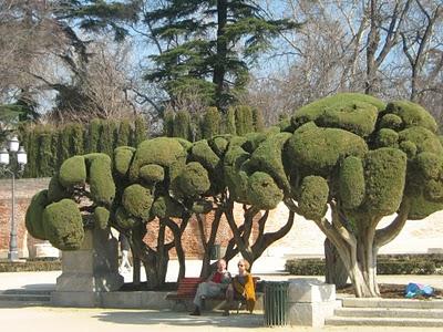 strani alberi a Madrid