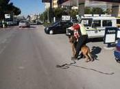 Bloodhound(cani molecolari)