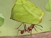 Formiche tagliafoglie: sequenziato genoma