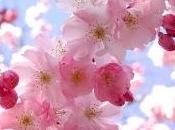 Voglio fare primavera ciliegi