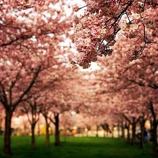 Voglio fare con te ciò che la primavera fa con i cigliegi.