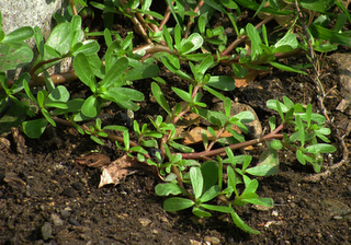 le erbe commestibili in giardino_Cristiana Betti