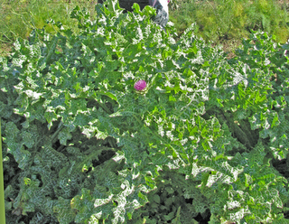 le erbe commestibili in giardino_Cristiana Betti