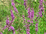 erbe commestibili giardino_Cristiana Betti