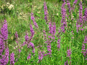 le erbe commestibili in giardino_Cristiana Betti