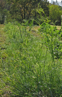 le erbe commestibili in giardino_Cristiana Betti