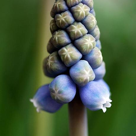 Le campanelle del muscari / Muscari’s little bells