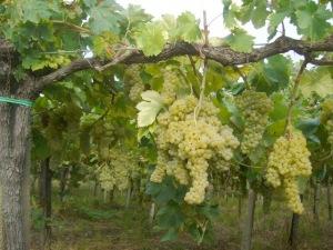 Bianco di Bellona e Sabbie di Sopra