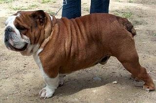 Progetto cane OVVERO Il Bulldog (INGLESE) e il fumetto