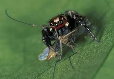 ragno zanzara malaria