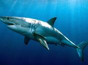 SharkLife Come salvare squalo