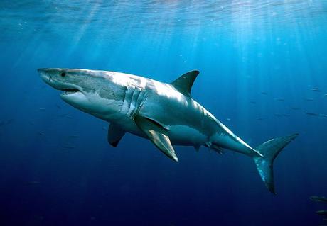SharkLife  - Come salvare uno squalo con un sms
