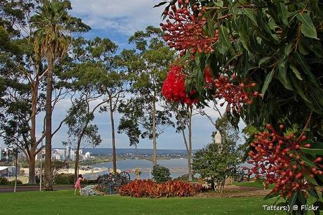 Kings Park - Perth, Australia