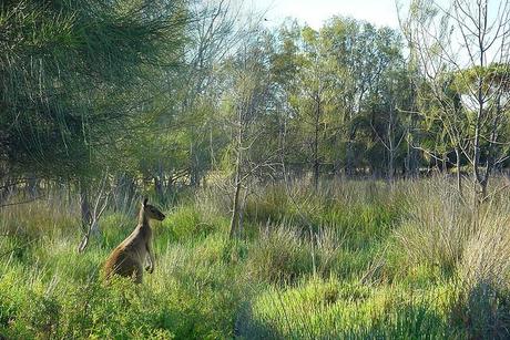 Canguro - Heirisson Island, Australia