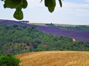 terra color lavanda: Provenza.