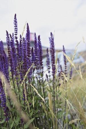 lavanda Skansen Stoccolma