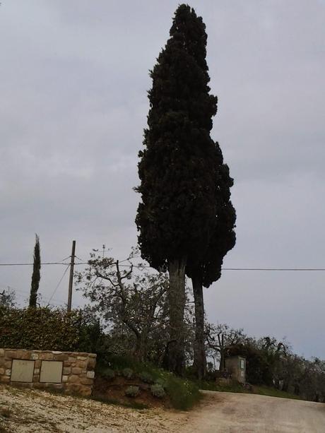 IL CIPRESSO, UNO DEI SIMBOLI DELLA TOSCANA E DEL CHIANTI