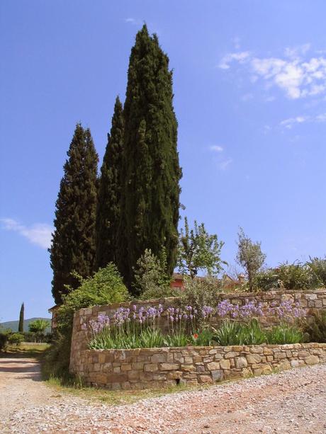 IL CIPRESSO, UNO DEI SIMBOLI DELLA TOSCANA E DEL CHIANTI