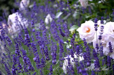 Lavanda Hidcote