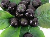 Bacche Aronia