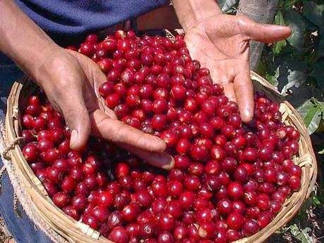 Le bacche di caffè usi curativi