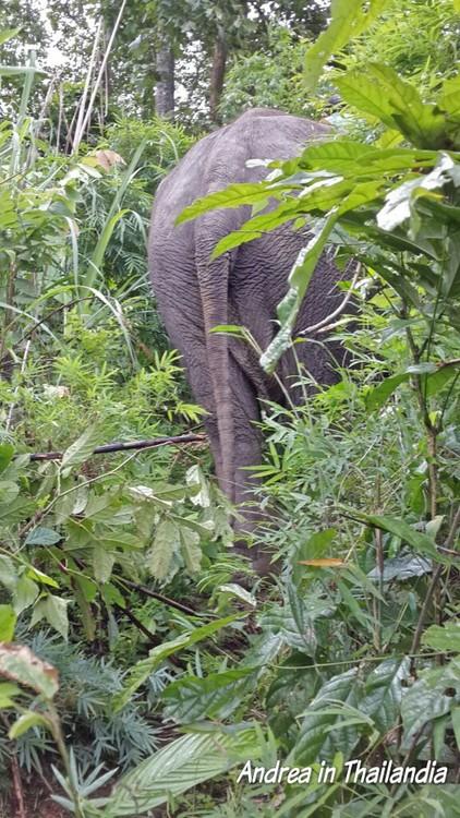 Chiang Mai e gli elefanti: riflessioni quasi a caldo sul corso base da mahout