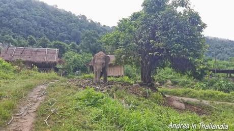 Chiang Mai e gli elefanti: riflessioni quasi a caldo sul corso base da mahout
