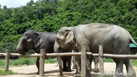 Chiang Mai e gli elefanti: riflessioni quasi a caldo sul corso base da mahout