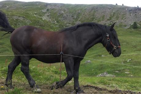 il cavallo di Ricou