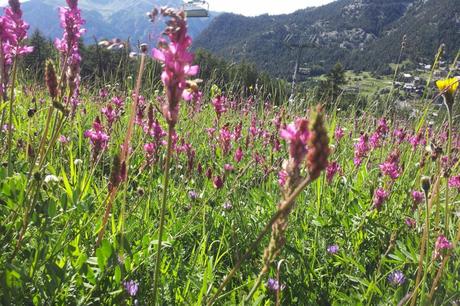 Versante sud di Montegenevre