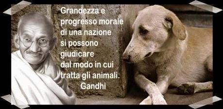 Campagna contro abbandono degli animali