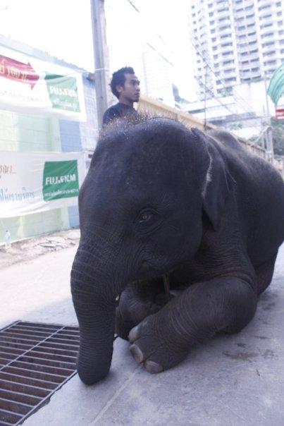 Corso Base da Mahout a Chiang Mai: la scelta