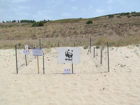 Menfi: volontari WWF scoprono nido di Caretta caretta